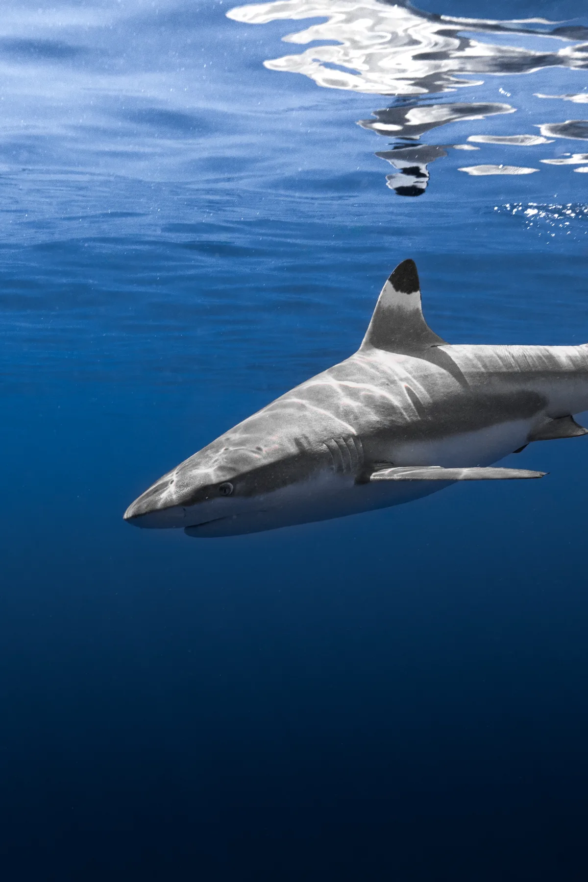 Requin observé en exploration freedive à Moorea